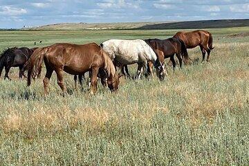 Steppe, Saddles and Sauna: Scenic Horse Rides Along River Nura