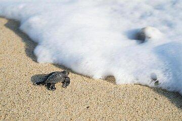 Turtle release in Ixtapa-Zihuatanejo