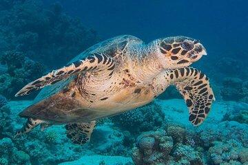 3 Days - 6 Boat Dives Package for Certified Diver