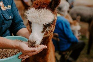 Alpaca Meet and Greet Experience in Peterborough