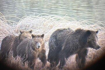 Private Yellowstone Park Van Tours from Bozeman and Big Sky