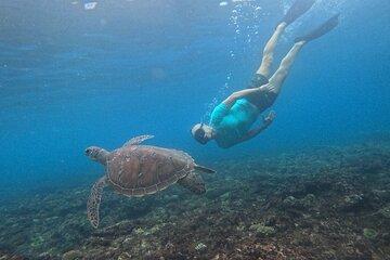 The best snorkeling with turtle in Nusa Penida Bali