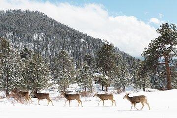 Private Winter Tour + Sledding in Rocky Mountain National Park