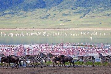 Lake Nakuru National Park Tour With Optional Boat Ride