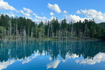 Day Tour to Asahiyama Zoo Biei Blue Pond Furano by Private Car