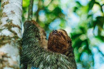 Sloth Watching