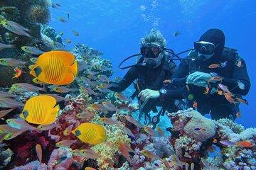 Coral Garden Sea Trip, Two diving stops W/Transfer - Marsa Alam