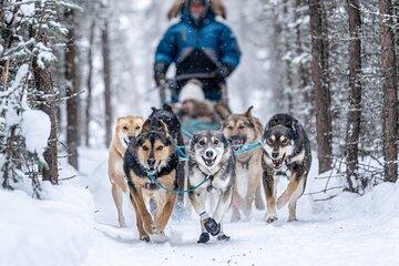 1-Hour Winter Dog Sled Ride with Local Mushers and Teams