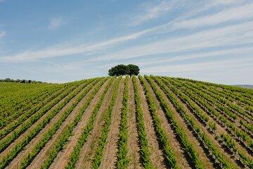 1 Day Wine Tour Around Évora