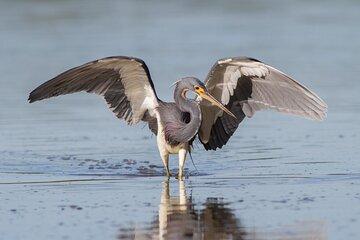 Salt Marsh Safari Birding and Wildlife Cruise on The Skimmer
