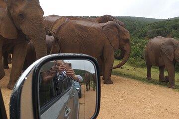 Great Safaris in Addo Elephant National Park Tour