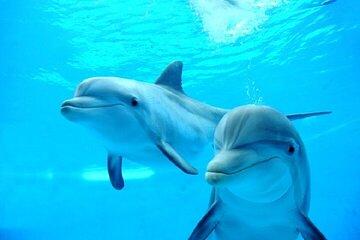 Dolphin House Sea Trip & Turkish Bath With Transfer - Hurghada