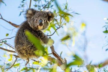 Port Lincoln and Coffin Bay Day Tour