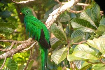 Natural History of the Cloud Forest