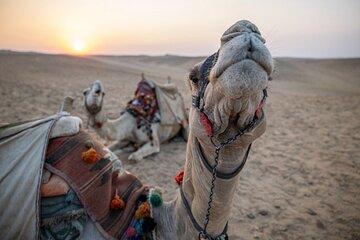 Camel Ride 1 Hour In the wonderful desert of Hurghada - Hurghada