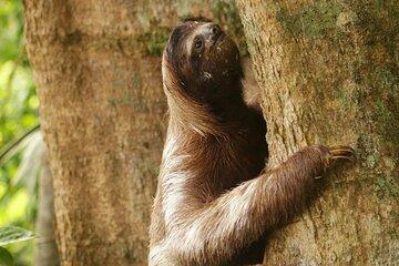 4 Day All-Inclusive Guided Jungle Tour from Iquitos