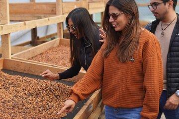 Half-Day Coffee Tour at a Coffee Plantation + Coffee Tasting