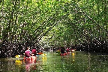 Mangrove Tour by Kayaking in Ko Lanta With Lunch