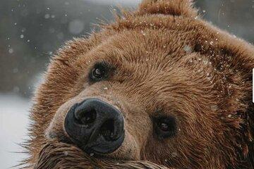 Winter Wildlife Safari: Lamar Valley + Lunch | Bozeman | PRIVATE
