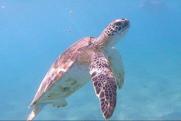 Scuba Puerto Rico | Private Certified Dive (Transport Available)