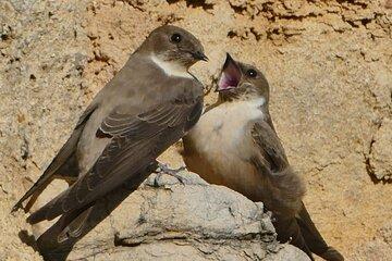Ronda Nature and Scenic Private Hiking Tour