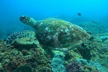 The best snorkeling with turtle in Nusa Penida Bali