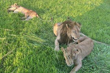 2 days 1 night Mikumi National park: Luxury private Safari
