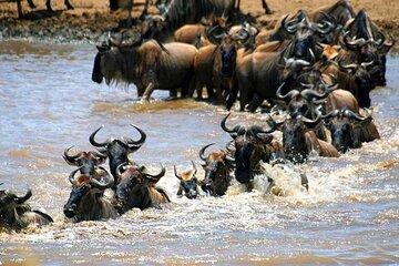 5 Days Masai Mara Wildebeest Migration Safari