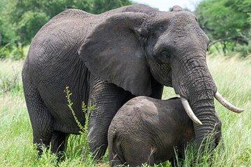 7 Day Tanzania Wildlife and Culture Tour