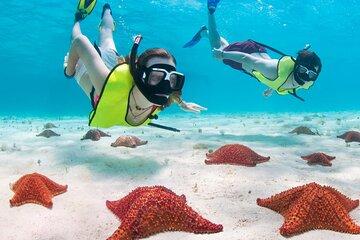 Cayman Sea Life Tour Coral Reefs and Stingray City