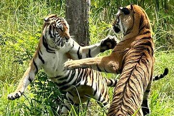 Tiger Rescue Center behind the scenes Tour