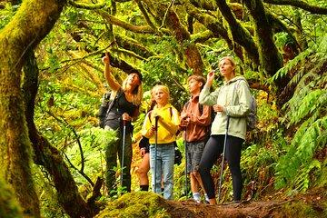 Tenerife: Hiking Tour in Anaga Mountains & Enchanted Forest
