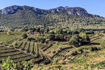 Private Vineyard Tour and Wine Tasting in Bandol