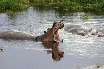 Richards Bay Private Half Day Tour to Isimangaliso Wetlands Park