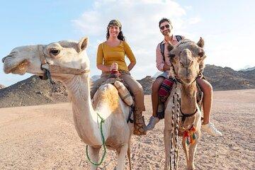 Camel Riding One hour In wonderful desert & Transfer - Marsa Alam