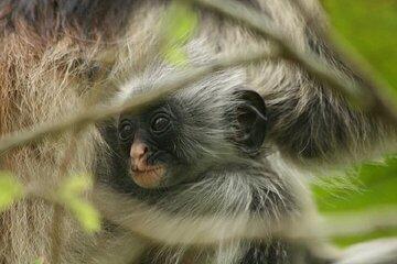 Jozani Forest & Spice Farm Shopping Tour with Transfer – Zanzibar