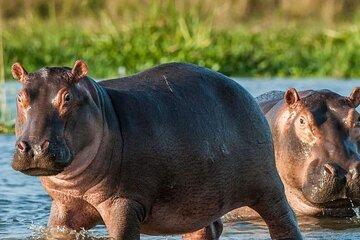 Multi Day Tour in Ruaha National Park