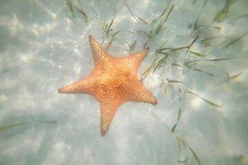 Stingrays and Starfish Point Tour