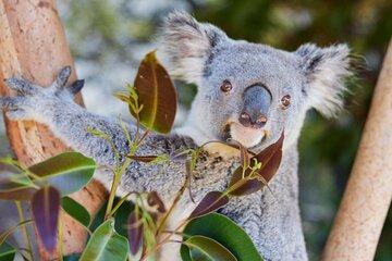 Newcastle: Animal Lovers Tour - Kangaroos, Dolphins & more!