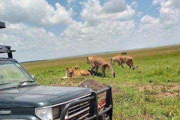 5 Days The Big 5 Wildlife Kenya Safari