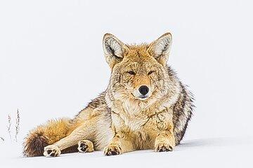Winter Wildlife Safari: Lamar Valley | Bozeman | PRIVATE + Lunch