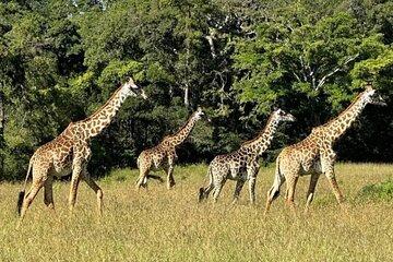 3 Day Safari Adventure from Dar es Salaam to Mikumi National Park