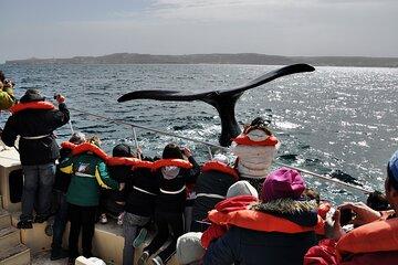 3-days Puerto Madryn: Peninsula Valdes - optional Whale watching