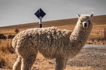 Nazca: Pampas National Reserve - Vicuna & Lama Sanctuary