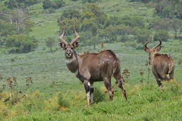10Days Endemic Mammals Watching Tours