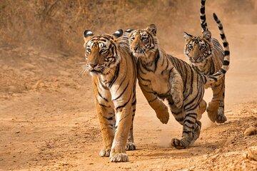 Ranthambore Safari with Canter or Gypsi