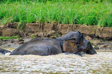Multi-Day Sepilok Kinabatangan River Stay and City Tour