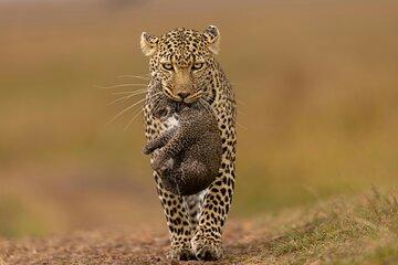3 Day Masai Mara Safari from Nairobi Big Five Adventure