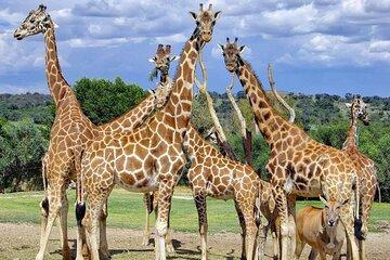Tour Africam Safari in Puebla