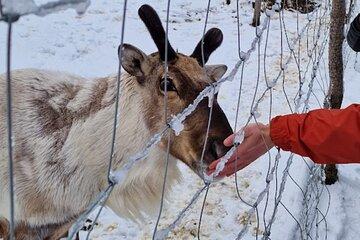 Full Day Stuðlagil Canyon and Reindeer Park Guided Tour
